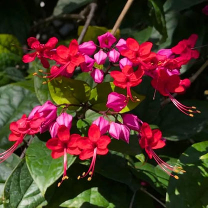 Bleeding Heart Plant Live, 4 to 8 Inch Tall, Clerodendrum Bleeding Heart Houseplant Well Rooted, Fragrant Bleeding Heart Vine (Red Purple Bleeding Heart)