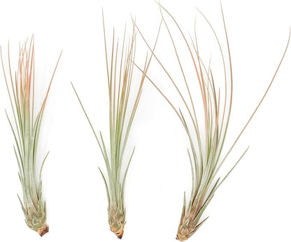 Coral Colorful Tillandsia Air Plants - Long Lasting Color Enhanced Live Tillandsia Succulent House Plants - Home and Garden Decor - Easy Care Indoor/Outdoor Plants (Juncea, Single)