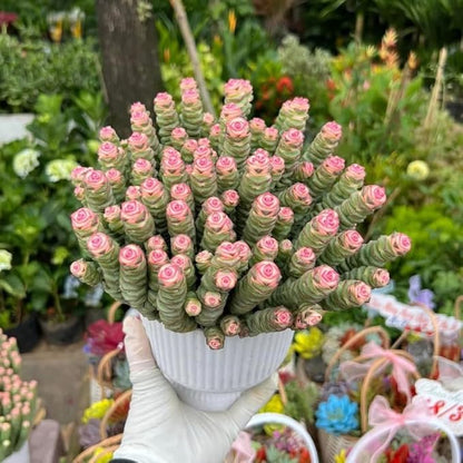Crassula rupestris 'Baby’s Necklace' Live Plant | Compact Trailing Succulent in 2" Inch Pot | Rare Houseplant for Shelf & Desk Décor