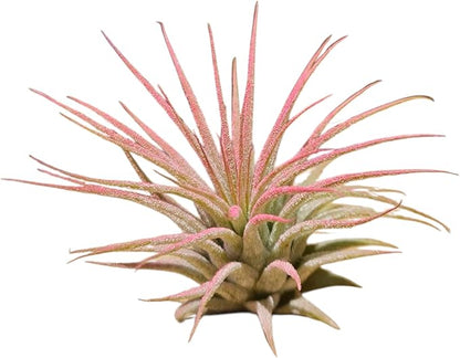 Rainforest Grown 3 Pack Ionantha Air Plants Assorted Sizes Color Pop Enhanced Coloring - Live Tillandsia - 1 to 3 inches â€“ Succulents 30 Day Guarantee