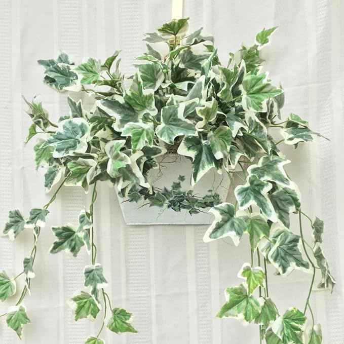 English Ivy Plant Live 4'' Pot, Fast-Growing Trailing Houseplant, Hardy English Ivy Groundcover, Indoor Outdoor Growing (Variegated Ivy)
