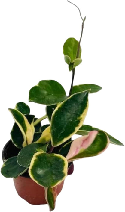 Hoya Albo Carnosa, Live Plant in a 4 Inch Growers Pot, Live Indoor, Easy to Grow, Easy to Care, and Low Maintenance Houseplant