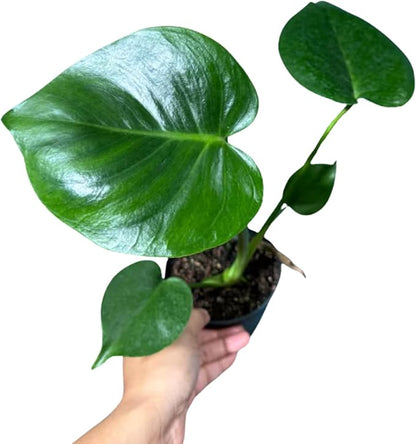 PLANTVERS Live Monstera Deliciosa in a Nursery Pot | Tropical Air Purifying Indoor Plant | Low Maintenance Large Leaf Houseplant | Easy Care Home or Office Décor Plant (2" Grow Pot)