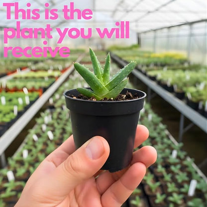 Live Aloe Vera Plant Succulent Trees | Aloe Vera Chinensis in Size 2 Pot | Suitable for Indoor or Outdoor Garden | Easy-Growing Aloe Vera Pen Plant Ideal for Home Décor