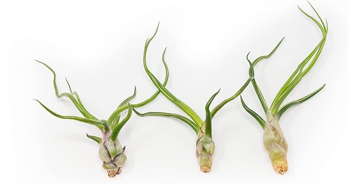 Pack of Wild Ones Air Plants - Tillandsia Caput Medusae, Butzii & Bulbosa Guatemala- Succulent House Plants for Holders-Available in Wholesale/Bulk- Easy Care Indoor/Outdoor Plants (Pack of 6 Large)
