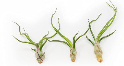 6 Pack of Wild Ones Air Plants -Tillandsia Caput Medusae, Butzii & Bulbosa Guatemala -Air Plants Live Succulent House Plants for Holders -Available in Wholesale/Bulk- Easy Care Indoor/Outdoor Plants