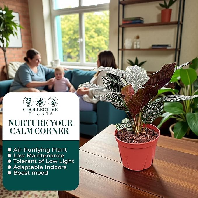 Calathea Ornata | Live Plant in 6" Growers Pot, Easy to Grow, Low Maintenance Indoor Houseplant, Live Indoor, Includes UniHeat Pack for Winter Protection