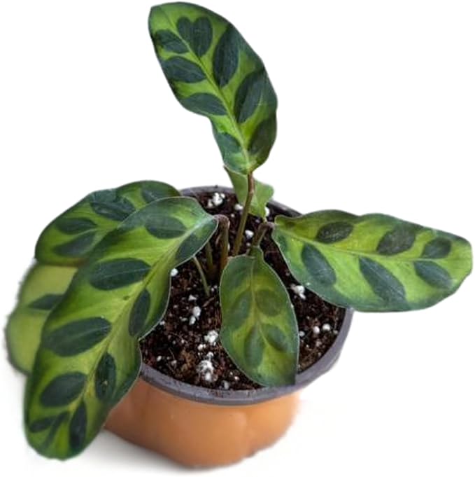PLANTVERS Live Calathea Plant in 2" Grow Pot – Easy Care & Low Maintenance Tropical Houseplant – Air Purifying Indoor Plant for Low Light & Home Décor (Calathea Lancifolia)