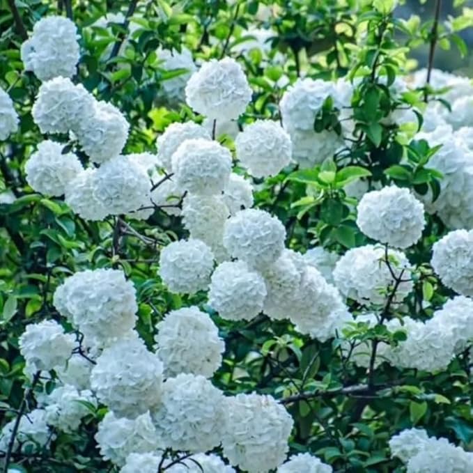 Japanese Snowball Viburnum Tree Live Plant Shrub in Pot, Fragrant Flower, Dormant in Winter, 6-12" in Tall, Bare Root to CA, Bush Shrub Spring Blooms