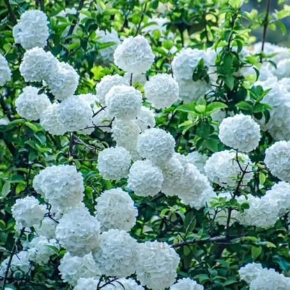 Japanese Snowball Viburnum Tree Live Plant Shrub in Pot, Fragrant Flower, Dormant in Winter, 6-12" in Tall, Bare Root to CA, Bush Shrub Spring Blooms