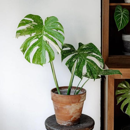 Monstera Plant Live, Thai Constellation Monstera Live Plant, 4 to 6 Inches Tall, Variegated Monstera Houseplant for Home and Office Decoration