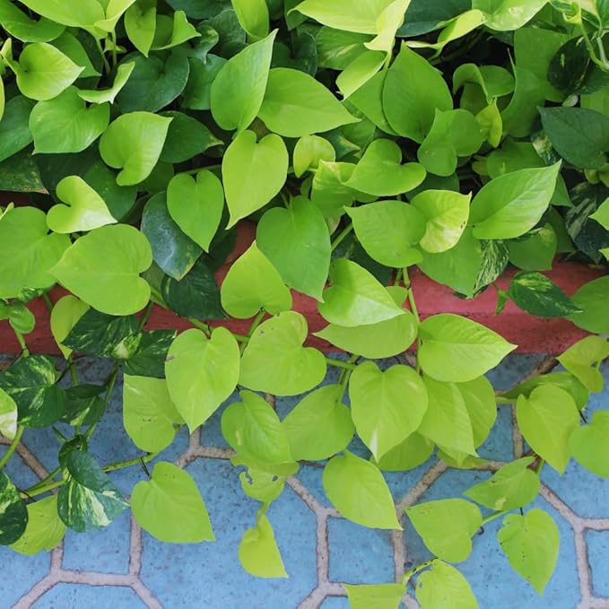 2 Pothos Live Plants, Live Pothos Plant, 3 to 5 Inc Tall, Indoor House Plants Outdoor (Green)