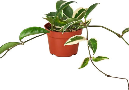 Hoya Carnosa 'Tricolor' Live Plant for Indoor | Different Houseplants in 3'' Pot | Real House Plant for Living Room, Office, Desk & Bathroom | Porcelain Flower | Wax Plant | Honey