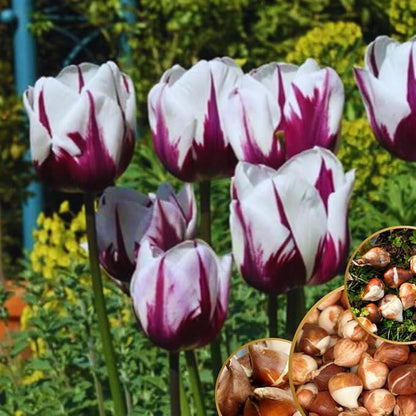 10 Tulip Bulbs for Fall Planting Bulk, Tulip Bulb, Perennial Flower Bulbs for Garden Growing, Tulip Bulbs Bulk (Mix)