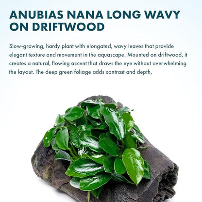 SubstrateSource Live Planted Decor - Anubias Nana Long Wavy on Driftwood - Low to Moderate Light - Deep Green Leaves Aquatic Plant, Foreground to Midground Tank Placement for Aquascaping - 1 Pack