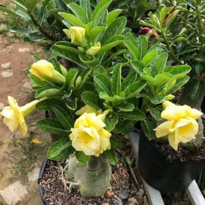 Double Yellow Desert Rose Plant Live, 4-7" Tall, Adenium Obesum Well-Rooted Succulent for Indoor Outdoor Displays
