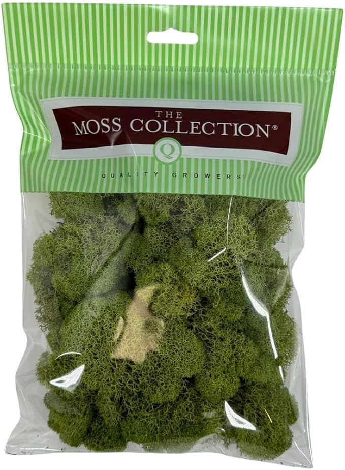 Preserved Reindeer Moss - Moss for Crafts, Home Decor, Art, Design & DIY Projects - Non-Toxic - USA Made (Spring Green, Small)