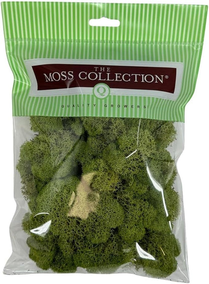 Preserved Reindeer Moss - Moss for Crafts, Home Decor, Art, Design & DIY Projects - Non-Toxic - USA Made (Spring Green, Small)