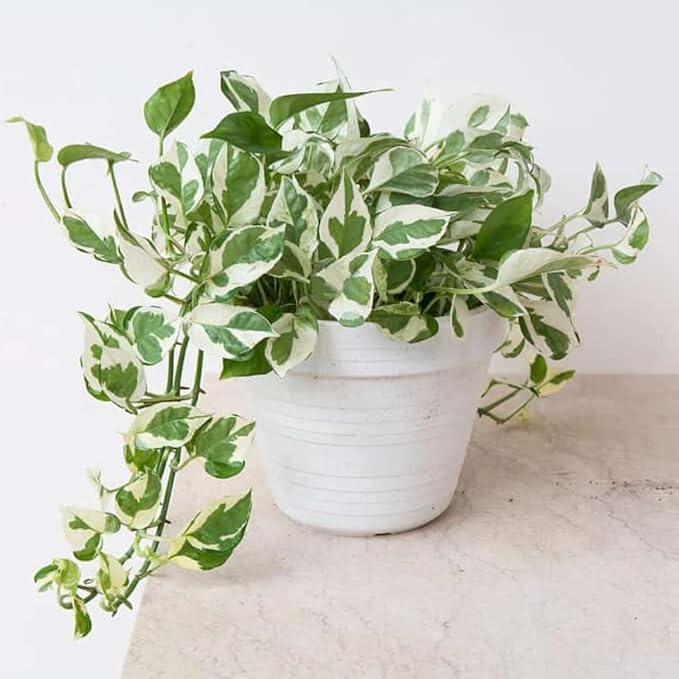 Live Pothos Plant, Pothos Live Plant from 5 to 7 Inc Tall, Houseplant Plant Gardening, 4 Inc Pot (Variegated)