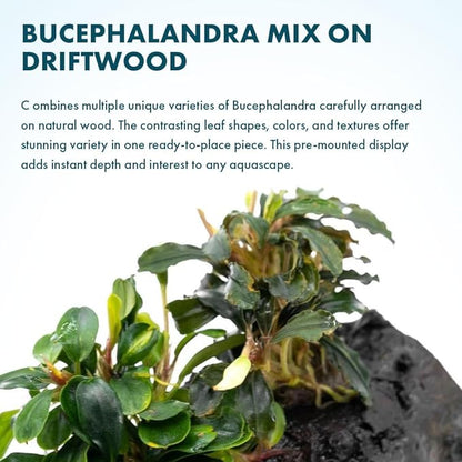 SubstrateSource Live Planted Decor - Bucephalandra Mix on Driftwood (Farmed) - Green Iridescent Aquatic Plants, Low to Medium Light, Foreground to Midground Tank Placement for Aquascaping - 3 Pack