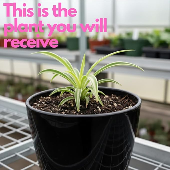Hanging Curly Spider Plant Live in 4 Inch Pot | Bonnie Spider Plant | Air-Purifying | Low Maintenance | Perfect for Home and Office Decor | Easy Care Starter Plants