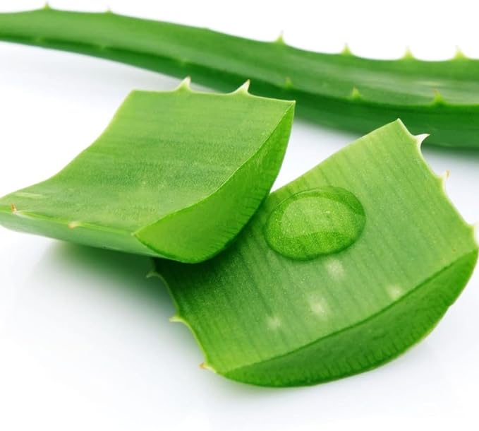 Live Aloe Vera Plant Succulent Trees | Aloe Vera Chinensis in Size 4 Inch Pot | Suitable for Indoor or Outdoor Garden | Easy-Growing Aloe Vera Pen Plant Ideal for Home Décor
