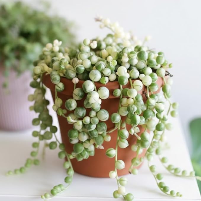 String of Pearls Plant Live Succulent 4 Inch Pot, Variegated String of Pearls Hanging Plant for Home Office Decor, Rare Succulent Trailing Vine, 4-7 Inch Tall