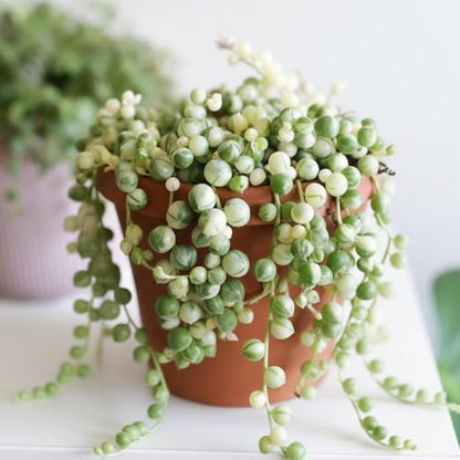 String of Pearls Plant Live Succulent 4 Inch Pot, Variegated String of Pearls Hanging Plant for Home Office Decor, Rare Succulent Trailing Vine, 4-7 Inch Tall