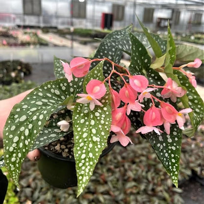 2 Begonia Live Plants Outdoor, Angel Wing Begonia Maculata Plants Live, 5-9" Tall, Ornamental Foliage Houseplant for Home or Office (Pink White Spot)