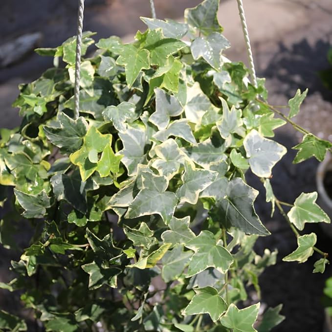 Gold Child Ivy Live Plant in 6 Inch Pot | Real English Ivy Plant | Trailing & Climbing Easy-Care Houseplant | English Ivy Live Plants for Home & Office Décor
