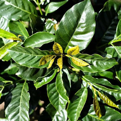 Live Arabica Coffee Plant in 6 Inch Pot| Suitable for Indoors or Patio | Tropical Houseplant for Beginners