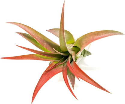 Red Colorful Tillandsia Air Plants - Long Lasting Color Enhanced Live Tillandsia Succulent House Plants - Home and Garden Decor - Easy Care Indoor/Outdoor Plants (Brachycaulos Abdita, Pack of 3)