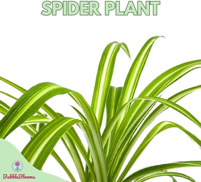 BubbleBlooms Spider Plant in a 4 inch Pot Chlorophytum comosum