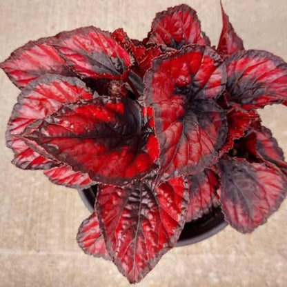 2 Begonia Live Plants Outdoor, Angel Wing Begonia Maculata Plants Live, 5-9" Tall, Ornamental Foliage Houseplant for Home or Office (Deep Red)