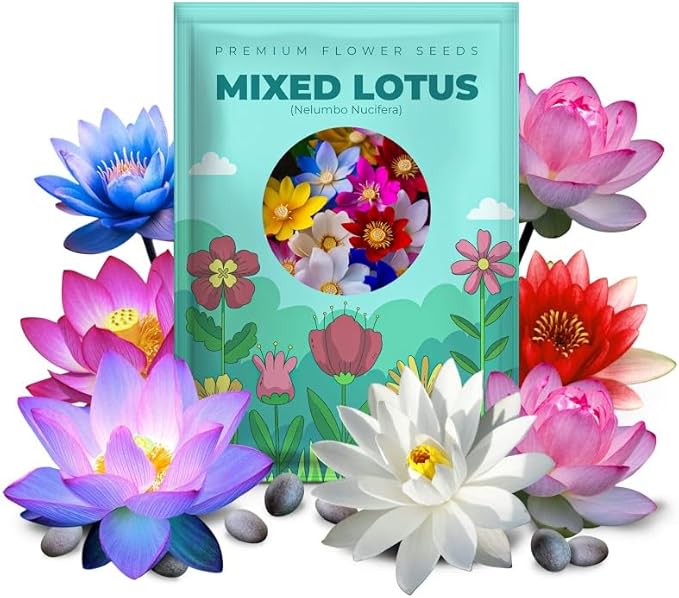 100 Mixed Bowl Lotus Seeds, Aquatic Perennial Lotus Seeds for Planting, Bonsai Lotus Flowers for Indoor and Outdoor, Water Lily Flowers for Bowl and Garden