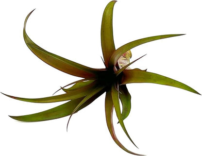 ragnaroc Air Plants - Tillandsia Red Capitata, Large 5-7” - 2 ct - Live Arrival Guaranteed - House Plants for Home Decor & Gift