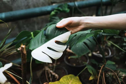 GARDENERA Monstera Borsigiana Soil Blend - Specially Designed for Unique Plant Needs - 4 Quart