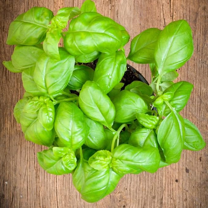 Pack of 2 Pots Sweet Basil Plant, 4 Inch Pot Live Basil Plant Potted for Planting Indoor Outdoor, Perennial Fragrant Herb Plants