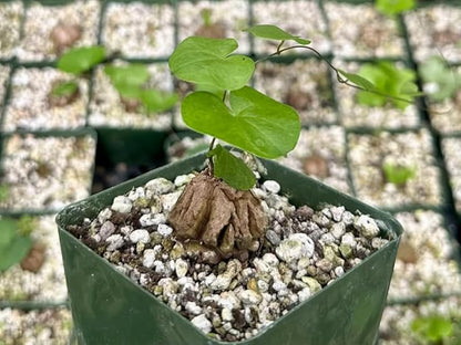 Starter Elephant's Foot Caudex Exotic Plant Live, Rare Houseplants in 3" Pot, Perennial Vine Live Plants Indoor Outdoor Ornamental and Planting