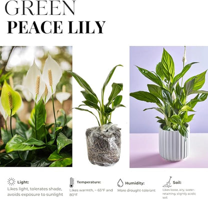 Peace Lily Plant Indoor Live, Well Rooted Peace Lily House Plant, White Flower, Plant Peace Lily Houseplant (Regular)