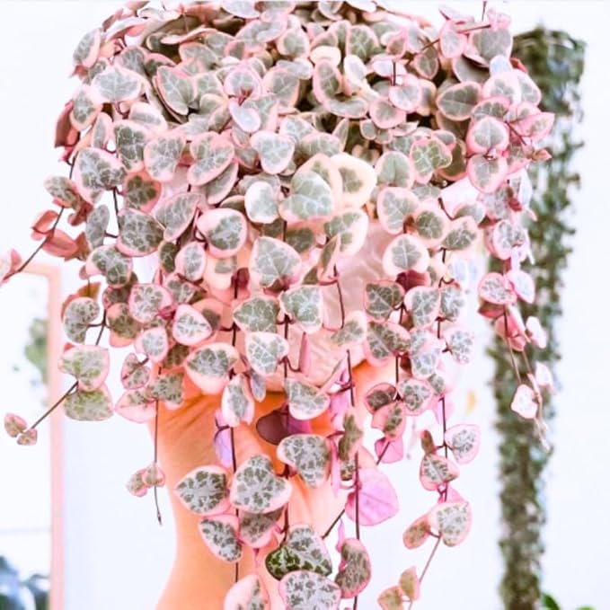 Ceropegia Woodii Variegated String of Hearts Live Plant, in Pot, Trailing Succulent Plant, Hanging Vine Live Indoor Houseplant