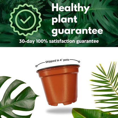 BubbleBlooms Aloe Assortment 4 inch Pots Set of 3