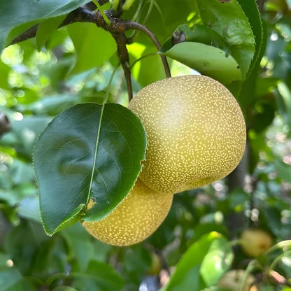 Hosui Asian Pears Trees for Planting | 2.5–3 Ft Live Hosui Live Plant| Easy-Grow Edible Fruit Tree for Home Gardens & Patios | No Ship to CA,HI,AK