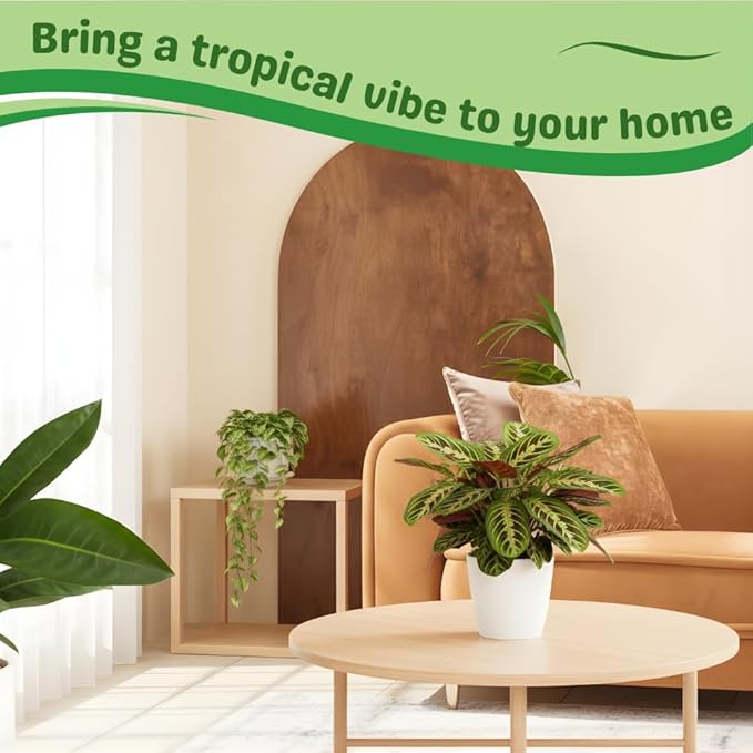 Red Prayer Plant in 4 Inches Pot, Red Maranta Starter Plant, Easy Care, Houseplant for Office, Living Room Decoration