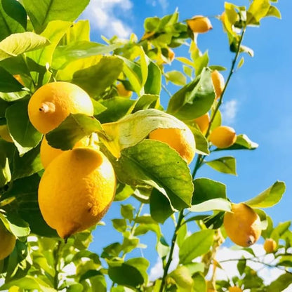 Meyer Lemon Tree Live Plant, Citrus Starter Plant 2-4” Tall in 4” Pot, Fragrant Yellow Citrus Tree
