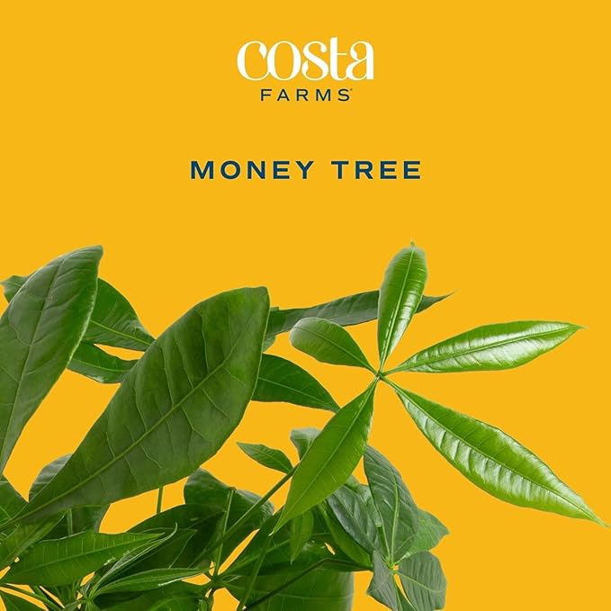Costa Farms Money Tree Live Plants in Decorative Pot, Large Air Purifying Indoor Houseplant, Perfect for Home, Room, or Office Decor, Great House Warming or Birthday Gift, 3-4 Feet Tall, Pack of 2