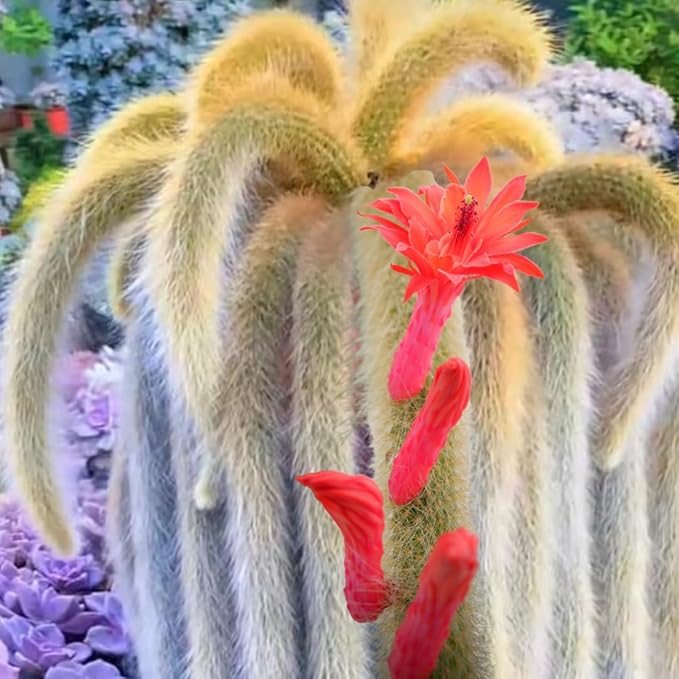 Rare Monkey Tail Cactus Live Plant, Potted Starter Live Cactus Monleys Tail, Succulents Plants Monkey Tails in 2" Pot