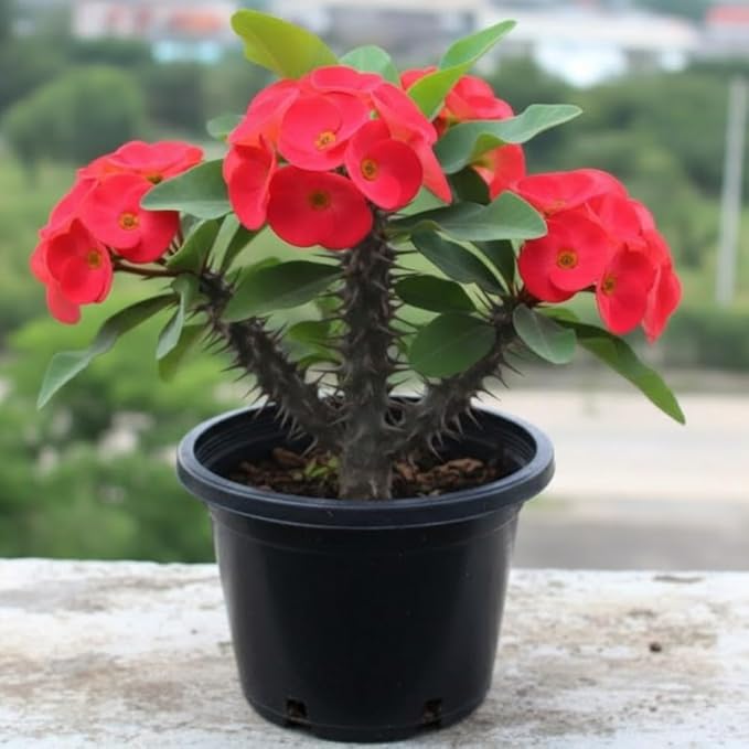 Red Crown of Thorns Live Plant in 4'' Pot, Cactus Indoor Houseplant, 1 Year Old Plant, Succulent Plant Live, Year Round Blooming