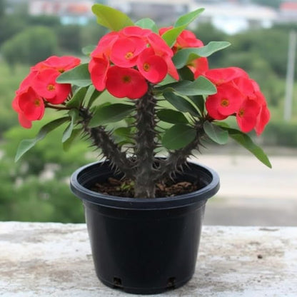 Red Crown of Thorns Live Plant in 4'' Pot, Cactus Indoor Houseplant, 1 Year Old Plant, Succulent Plant Live, Year Round Blooming