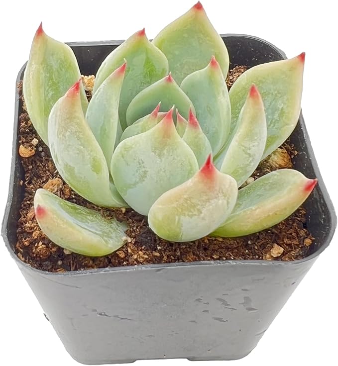 2" Live Succulent Plants Echeveria 'Chihuahuaensis', Mini Potted Succulents, Easy Care Indoor Houseplant, Unique Gifts, Home Office Décor